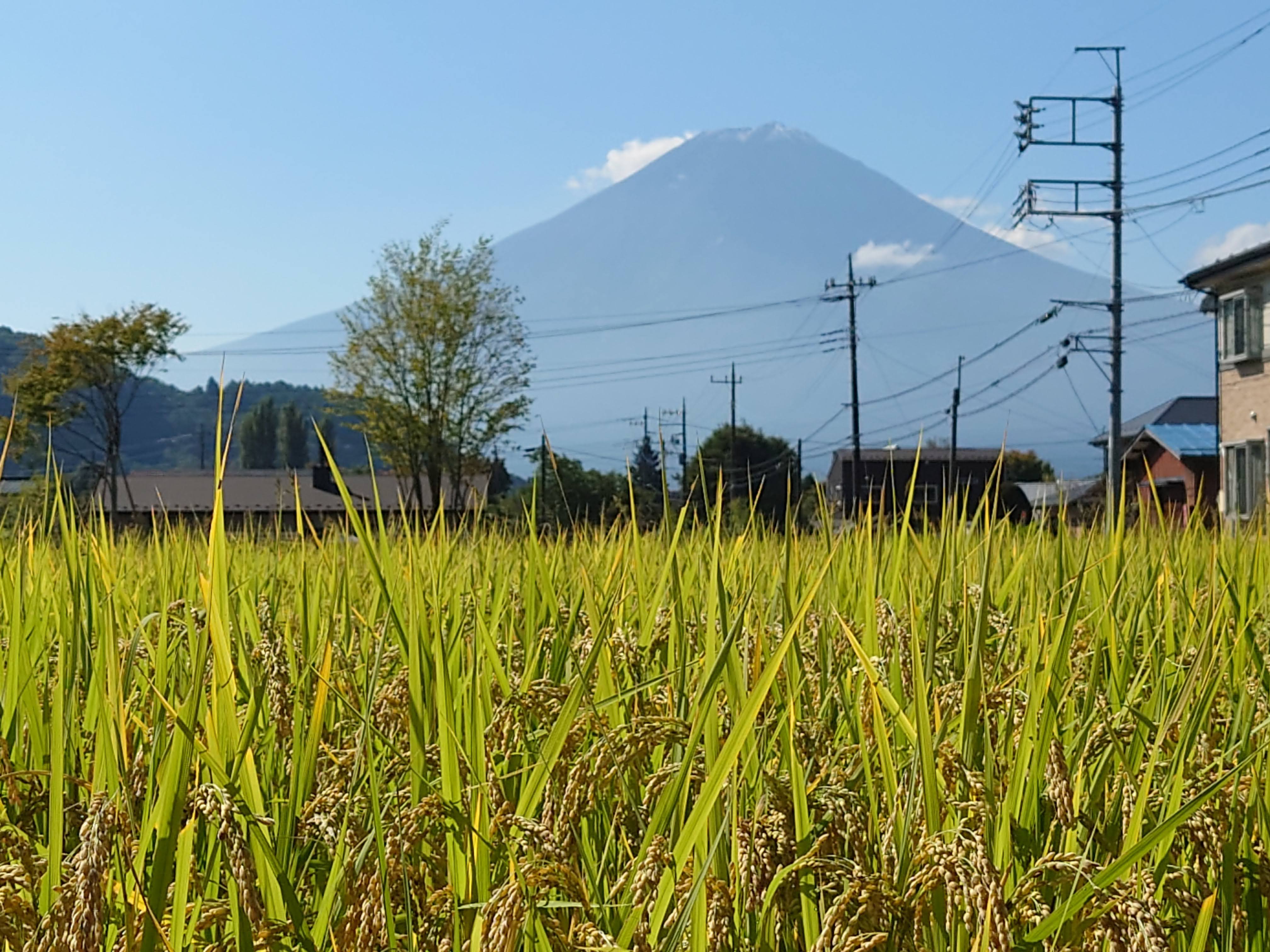 fuji